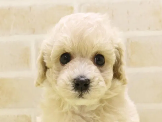埼玉県のハーフ犬・ミックス犬 (ペッツワン本庄早稲田店/2025年3月24日生まれ/男の子/クリーム)の子犬